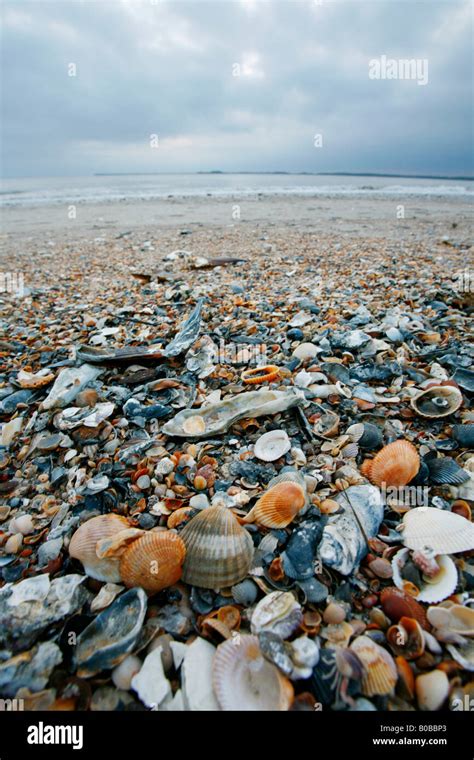 Image result for SC Shells