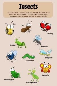 "Insects Name" Early Learning Poster|Decorative Wall Poster|Kids ...