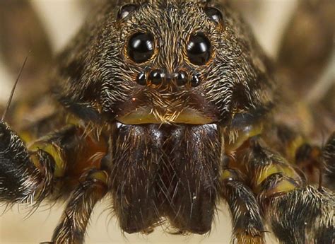 Spider-Man Transformation Animation 的图像结果