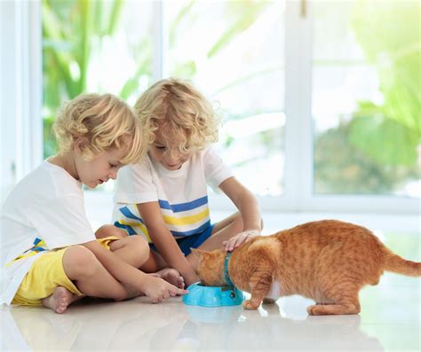 How to Make Your Floors Pet Friendly Without Sacrificing Style ...