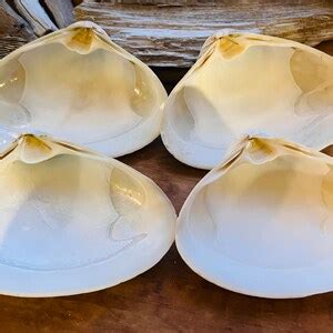 Image result for Reusable Clam Shells for Baking