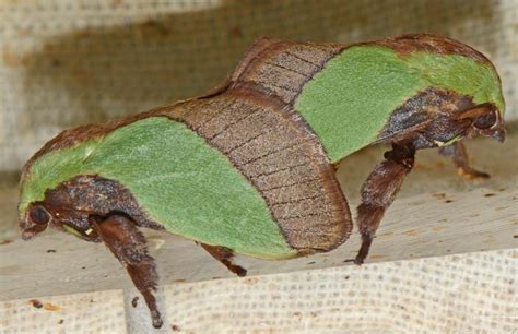 Insect Pests