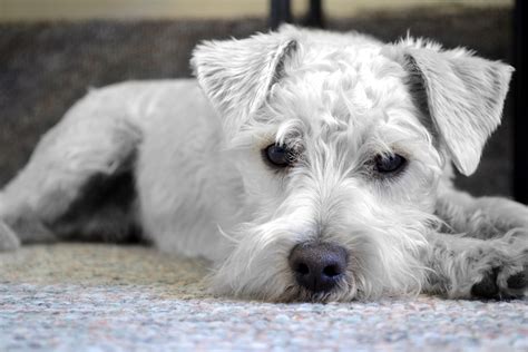 1440x900 wallpaper | white miniature schnauzer | Peakpx