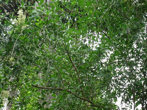 Mailanji ( Lawsonia inermis ) Medicinal Plant – M-Tech Gardens