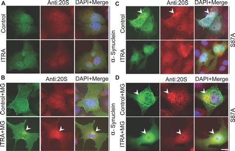 Discovery of potent inhibitors of α-synuclein aggregation using structure-based iterative learning - PubMed