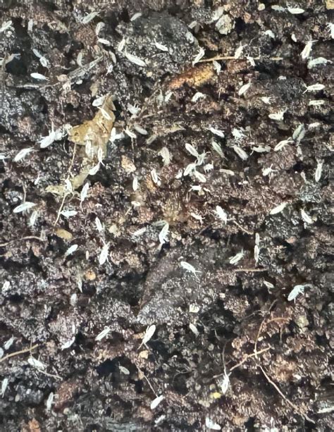 Image result for Spring Tails