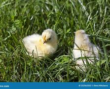 Image result for Fluffy Baby Bunnies Groming