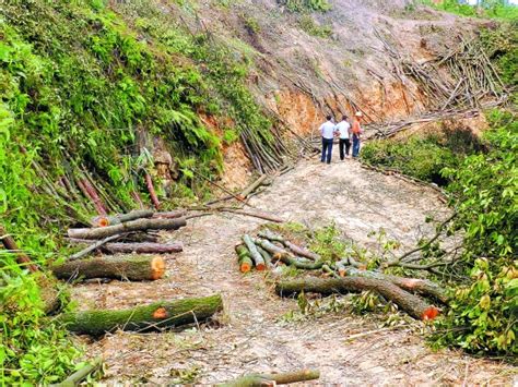安溪数百树木被砍伐村民心疼报警 已立案调查 - 拍案说法 - 东南网泉州频道