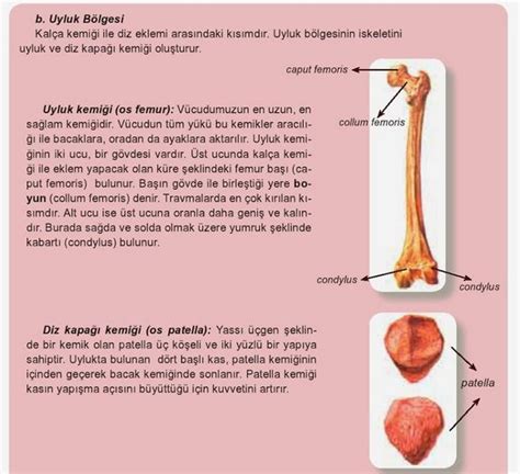 Kemik Nedir - Kemiğin Yapısı Ve Görevleri - Sayfa 2