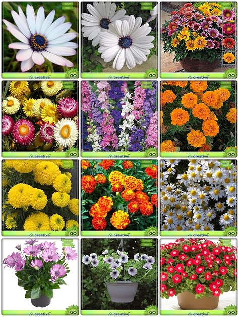 Creative Farmer Garden Seeds Combo Flower Seeds : Dimorphothica-White ...