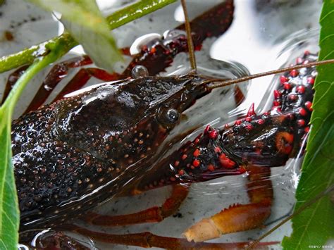 日本禁止出售或放生小龙虾，最高罚款15万元_凤凰网