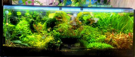 30 gallon - high tech - 8 months in : PlantedTank