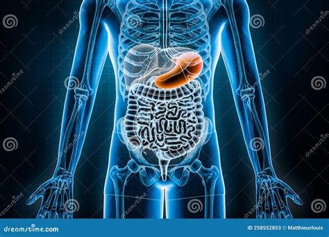 Stomach 3D Rendering Illustration. Anterior or Front View of the Human ...