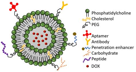 Building Blocks To Design Liposomal Delivery Systems at Audrey Tyler blog