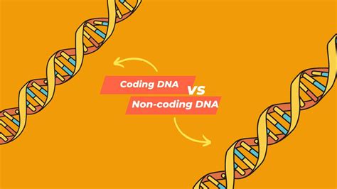 Image result for NonCoding DNA