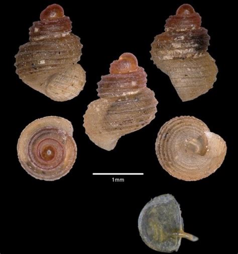 Georissa mawsmaiensis