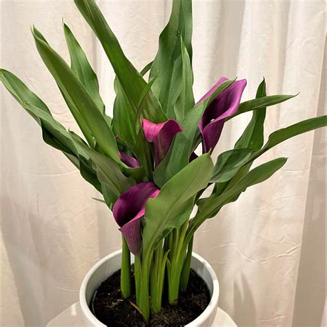 6" Calla Lily - Purple - Flowers Talk Tivoli
