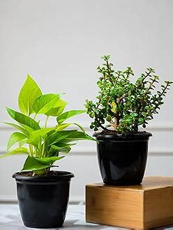 Amazon.in: Nurturing Green: Live Plants