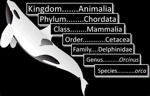 Image result for Classification Systems GCSE