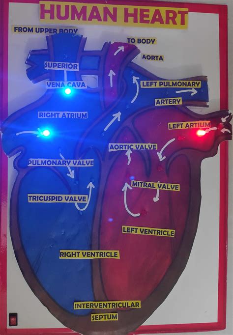 Working Model of Heart 的图像结果