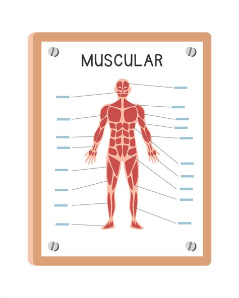 Image result for Muscular System Logo