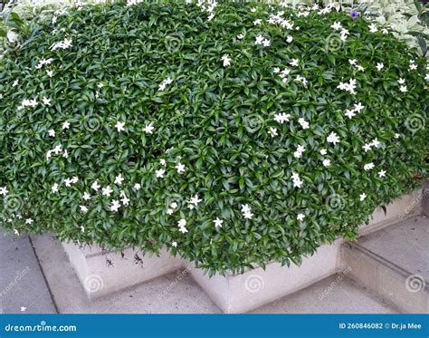 Tiny White Flower Bloom Spread on Green Leaves Bush Plant Tree Stock ...