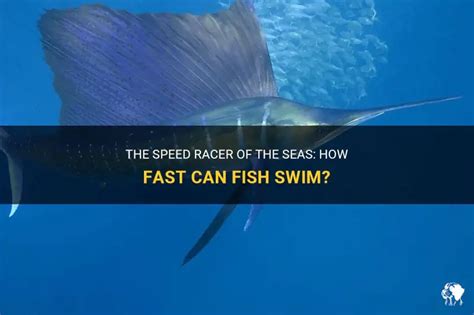 Image result for Fish Speed Graph
