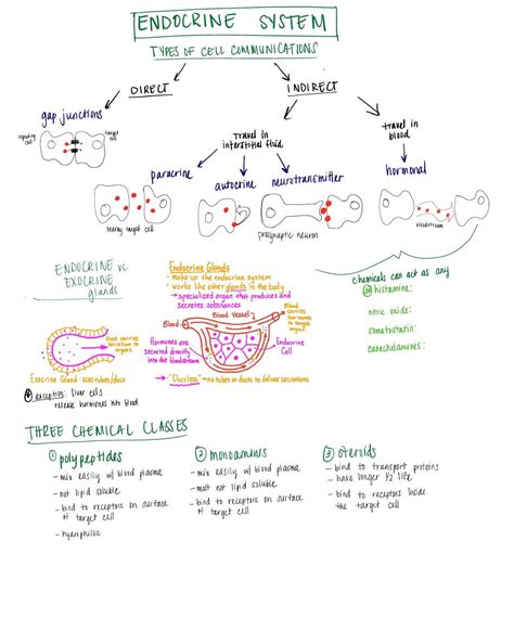 Image result for Endocrine System Drawing