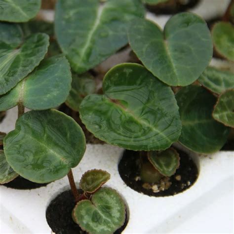 Why Vapor Pressure Deficit is Better Than Relative Humidity - DryGair