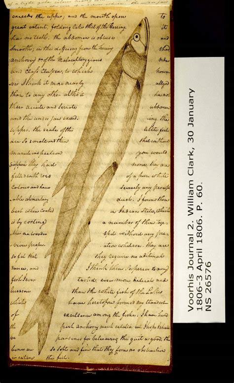 Lewis And Clark Expedition Journal Entries