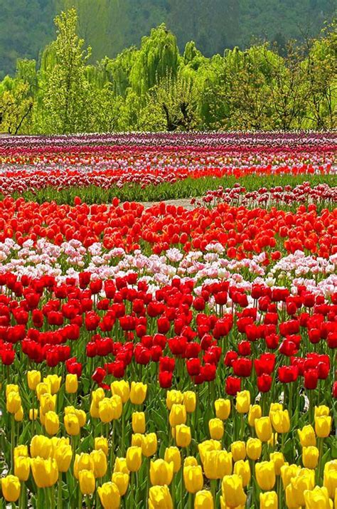 Patnitop a tranquil hill station in Kashmir | Incredible India