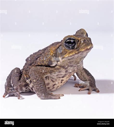 Native To Latin America The Cane Toad