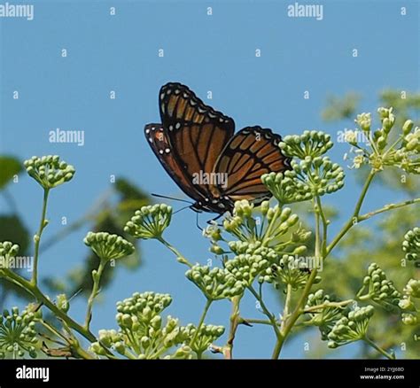 Viceroy (Limenitis archippus Stock Photo - Alamy