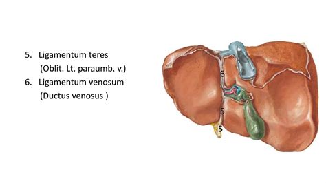 The Anatomy Of The Liver & The biliary system | PPTX