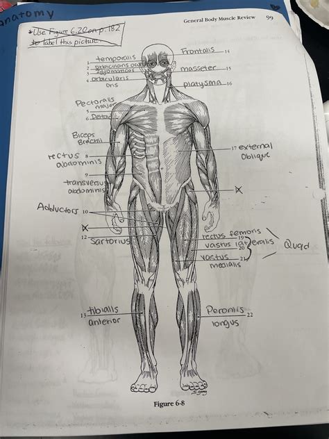 Full body front muscle diagram Diagram | Quizlet