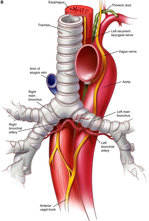 Anatomy of the Trachea, Carina, and Bronchi - Thoracic Surgery Clinics