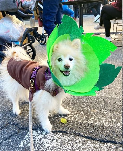 Funny Dog Costumes Carrying Beer at Virginia Barr blog