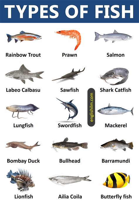 Image result for Fish Shell Argparse Examples