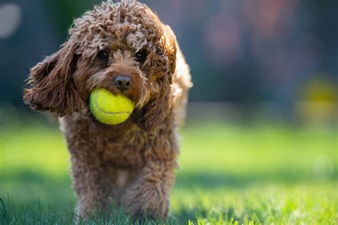Image result for Cavapoo Play