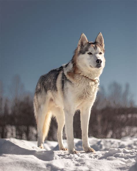 Are Siberian Husky Wolves
