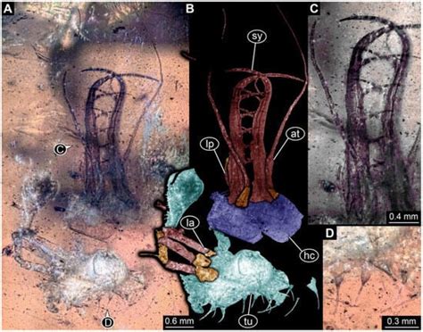 The Diversity of Larvae with Multi-Toothed Stylets from About 100 ...
