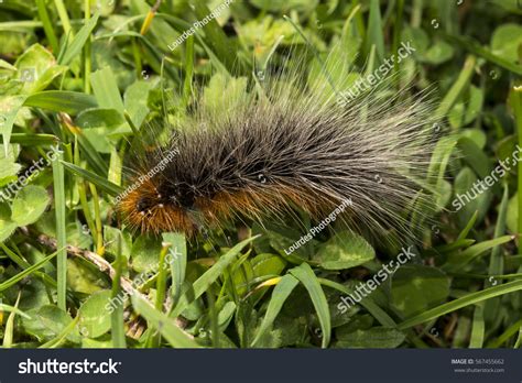 46 Garden Tiger Moth Uk Images, Stock Photos & Vectors | Shutterstock