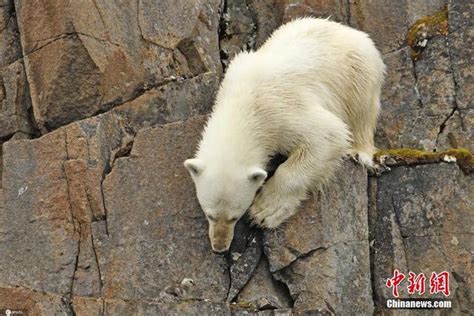 北极熊摄影图__野生动物_生物世界_摄影图库_昵图网nipic.com