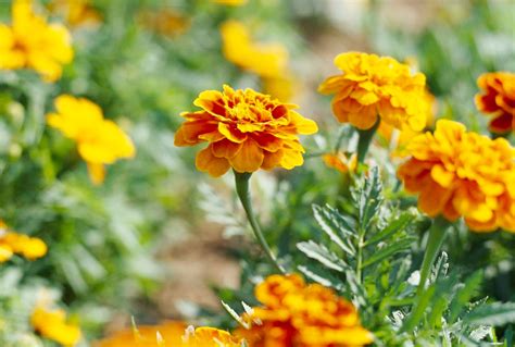 Types Of Marigolds