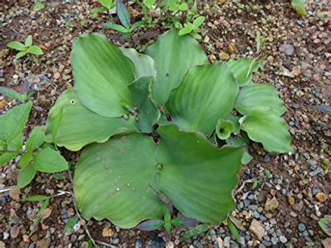 Buy Creative Farmer Kacholam Kaempferia Galanga/Lesser Galangal ...