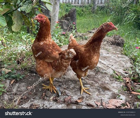 Image result for Miottled Java Chicken
