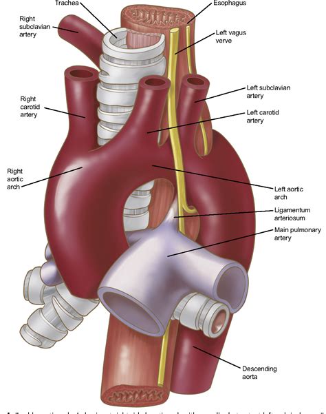 Ascending And Descending Thoracic Vertebral Arteries