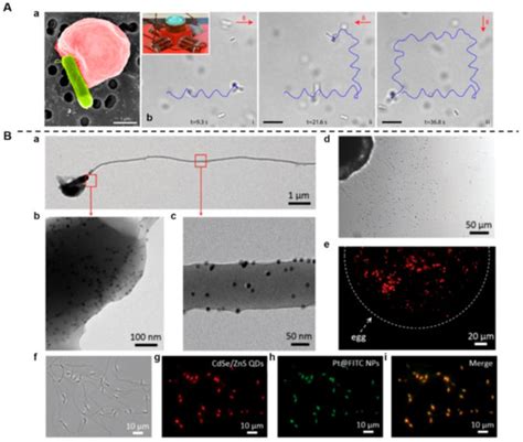 Bioinspired and Biomimetic Nanomedicines for Targeted Cancer Therapy