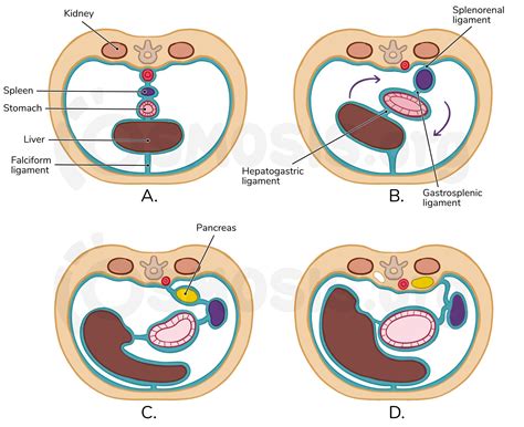 Peritoneum And Peritoneal Cavity Anatomy And Function Anatomy Of The