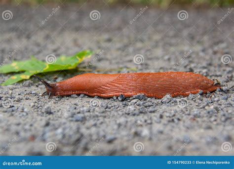 Spanish red slug stock image. Image of large, gastropod - 154790233
